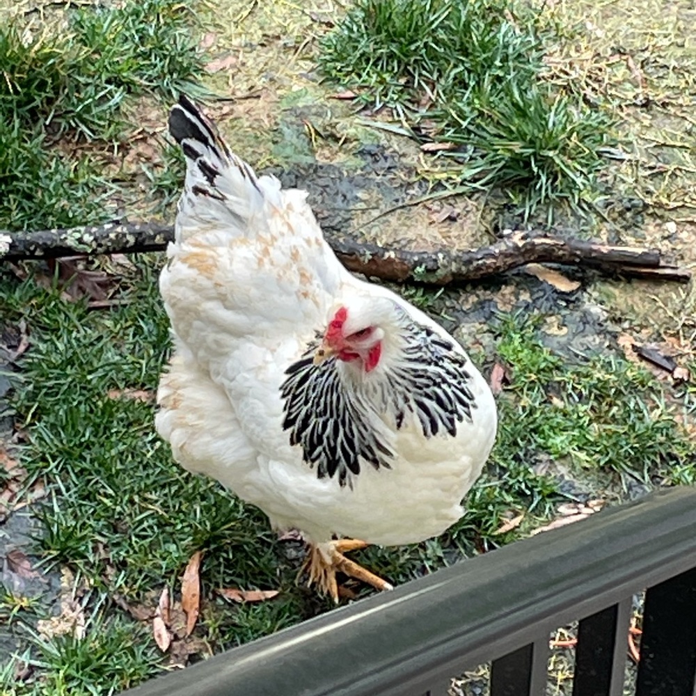 Meet your Posher, Jamie